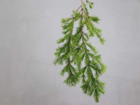 spruce branch on a gray backgroundの写真素材