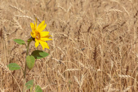 sunflower in wheat fieldの写真素材