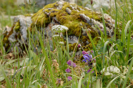 Alpine grass and flowers against the background of overgrown with moss stoneの写真素材