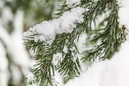 Fir branch covered with snowの写真素材