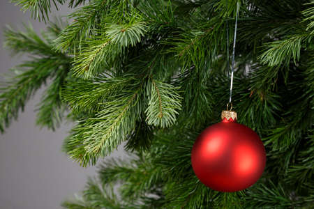 Red Christmas ball on a spruce branch. Gray background.の写真素材