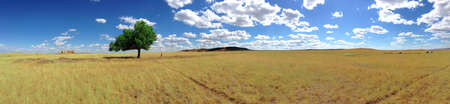 Panorama of a lonely tree in the middle of the steppeの写真素材