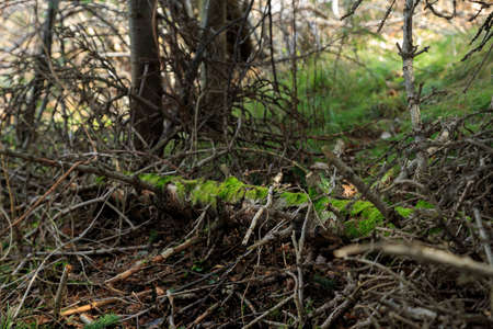 Fallen old tree with branches overgrown with mossの写真素材