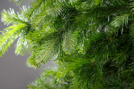 spruce branch on a gray backgroundの写真素材