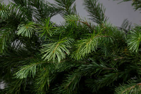 spruce branch on a gray backgroundの写真素材