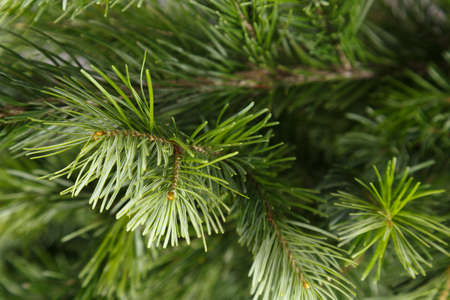 spruce branchesの写真素材