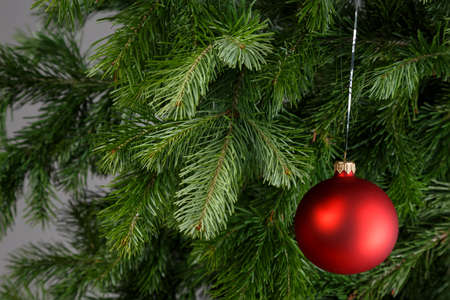 Red Christmas ball on a spruce branch. Gray background.の写真素材