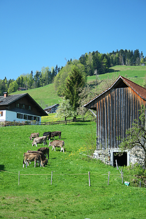 Cows Grazing in the Alpsの写真素材