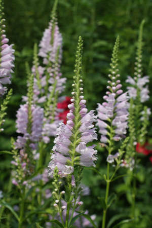 False Dragonhead, obedient plant, Physostegiaの写真素材