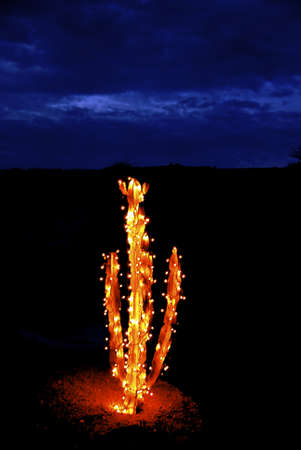 Time exposure Cactus glowing with christmas lights in the eveningの写真素材