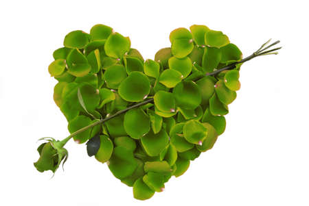Green rose petals in the shape of a heart with single green arrowの写真素材
