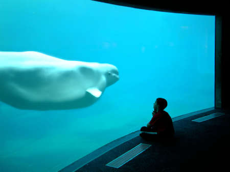 child watching belugaの写真素材