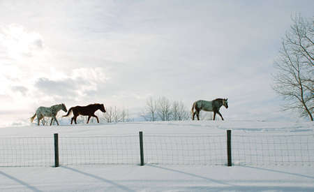 three horses on a hill walking, winter backgroundの写真素材