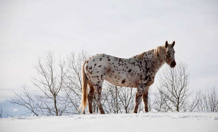 one horse ona hill standing, winter backgroundの写真素材