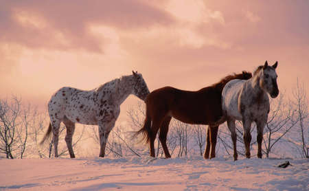 three horses standing ona hill, winter backgroundの写真素材