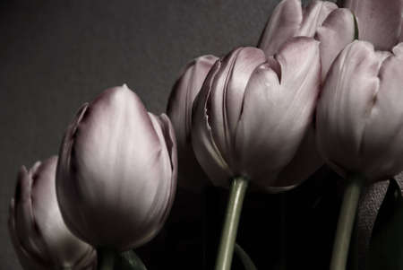 pink tulips with different backgroundの写真素材
