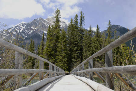 bridge towards a little forest islandの写真素材