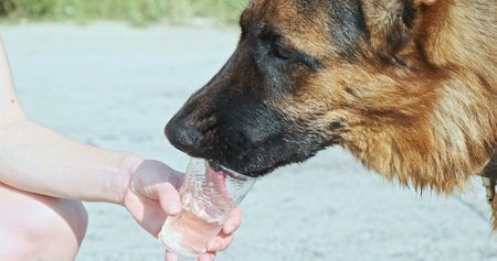 German Shepherd drinks water from a plastic cup. Woman waters her dog, close-up, side view, daytime, outdoors.の写真素材