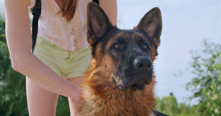 Girls hands stroke the head of a German shepherd. The dog looks into the distance. Owner sniffs the pets neck. Love and friendship.の写真素材