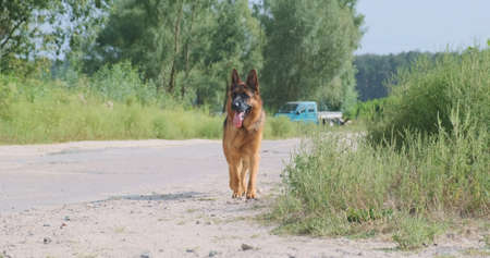 German Shepherd walks towards the camera on the road. Green grass, bushes and trees, daytime. A large dog sticking out his tongue runs on a jog.の写真素材