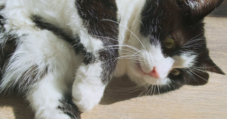 Black and white cat lies on its side on the floor in the room. View from above. The pet moves its paws and raises its head.の写真素材