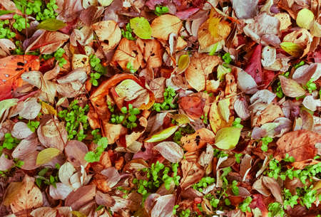 Fallen leaves of cherry tree
