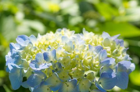 Hydrangea
