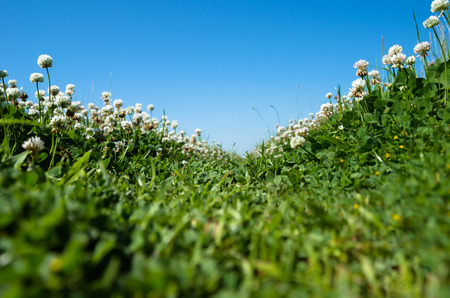 Clover trail