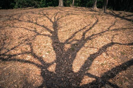 Silhouette of the leaves falling treesの写真素材