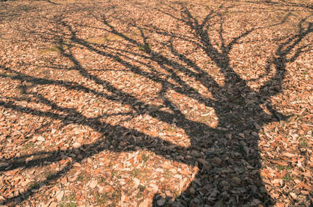 Shadows of trees fallen leavesの写真素材