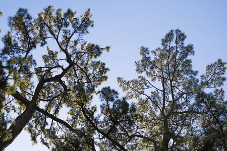In the morning sun illuminated pine trees
