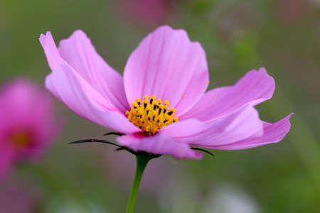 Cosmos flowersの写真素材