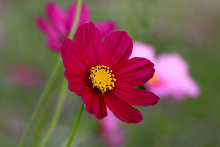 Cosmos flowersの写真素材