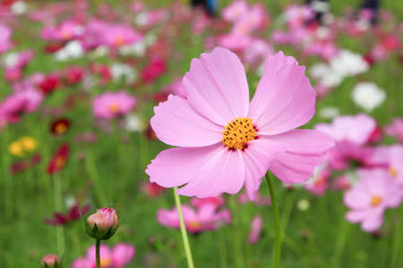 Cosmos flowersの写真素材