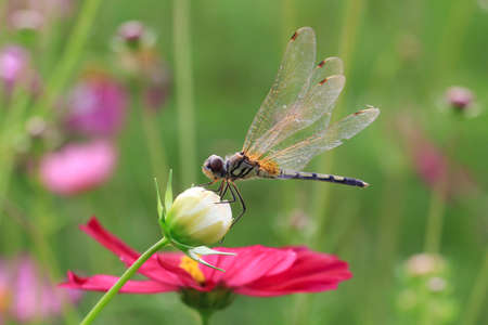 Dragonfly on a cosmos flower 