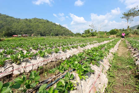 Rows of strawberry  Shallow depth of field  Focus on the closest mountain の写真素材