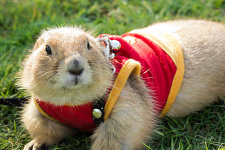 Black Tailed Prairie Dog feedingの写真素材