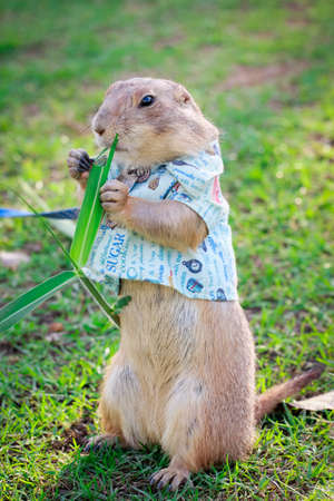 Black Tailed Prairie Dog feedingの写真素材