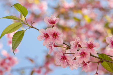 Wild Himalayan Cherryの写真素材