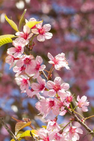 Wild Himalayan Cherryの写真素材