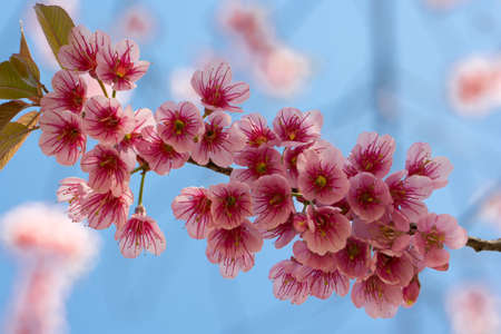 Wild Himalayan Cherryの写真素材