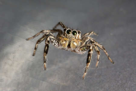 close-up of Sitticus pubescens jumping spiderの写真素材