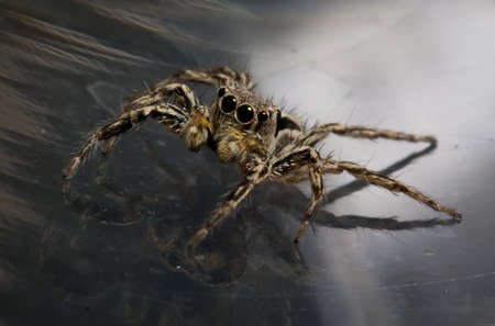 close-up of Sitticus pubescens jumping spider