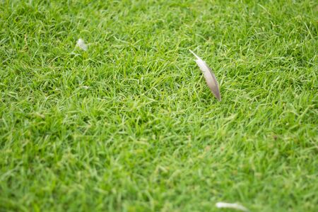 In gardenの写真素材