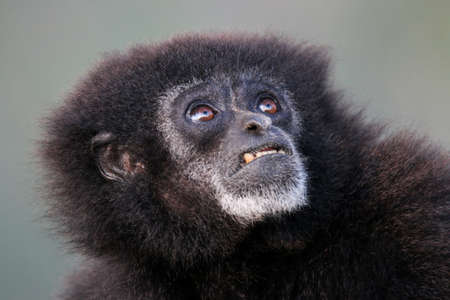 Gibbonの写真素材