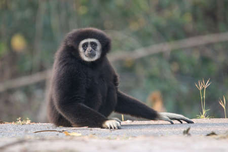 Gibbonの写真素材