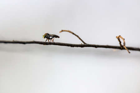 Insectの写真素材