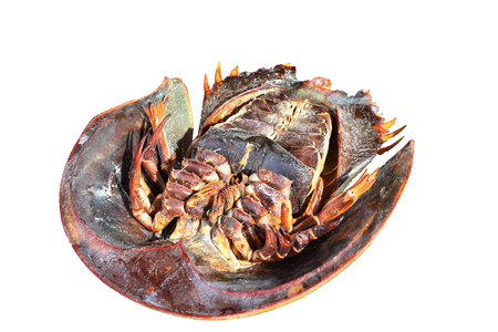 Isolated horseshoe crab up-side down in white backgroundの写真素材