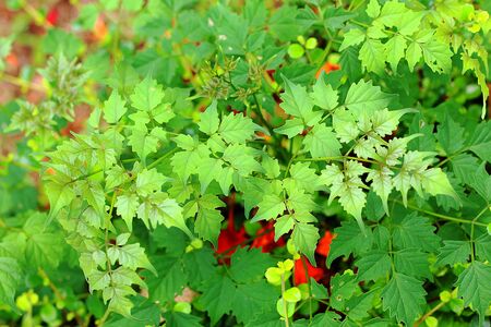 Plenty of leafs close up as a backgroundの写真素材