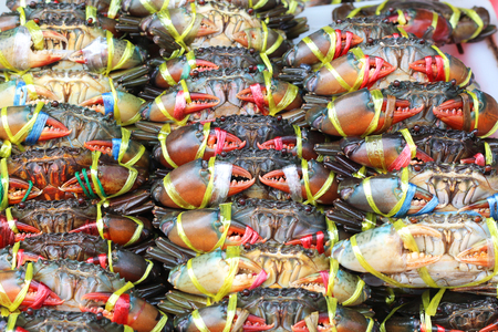 Plenty of living crabs being tie at the market for sellの写真素材